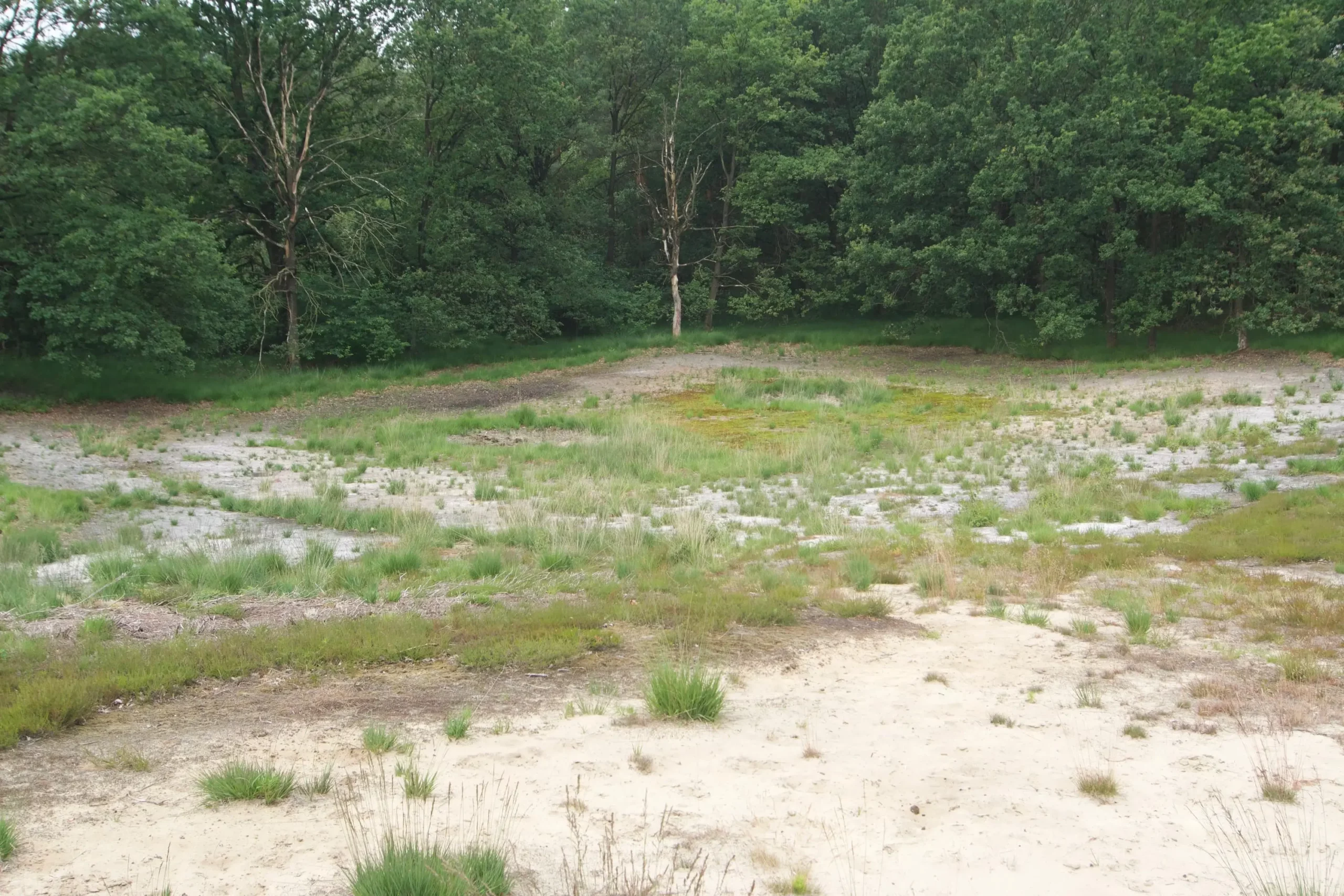 Basiserfassung für das FFH-Gebiet „Grasmoor“