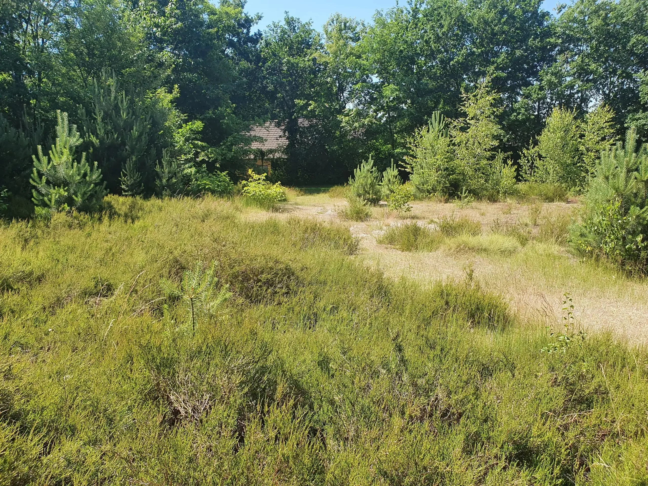 Waldnahes Wohnen und nachhaltige Nachverdichtung in der Buschkampsiedlung, Bielefeld-Senne