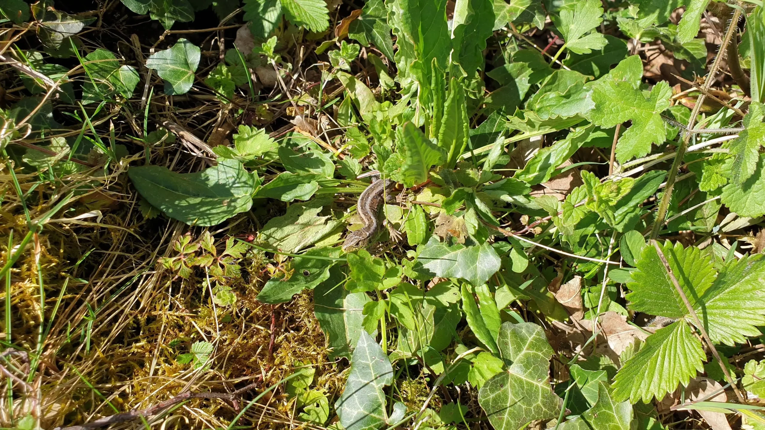 Mehr Sonne für den Burghang, Vlotho – offene Hänge, Zauneidechsen und neue Ausblicke