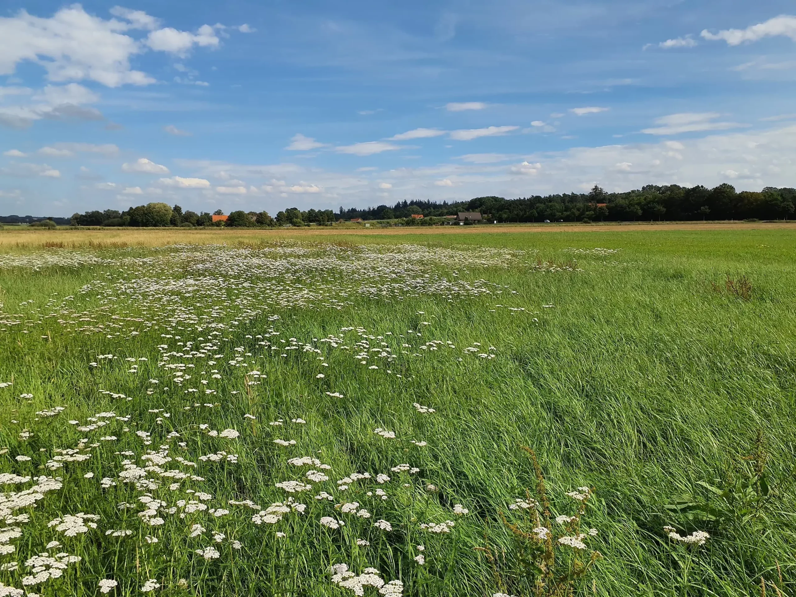 Freiflächenphotovoltaik Krukum – Solarstrom mit Hecken, Blänken und Extensivgrünland