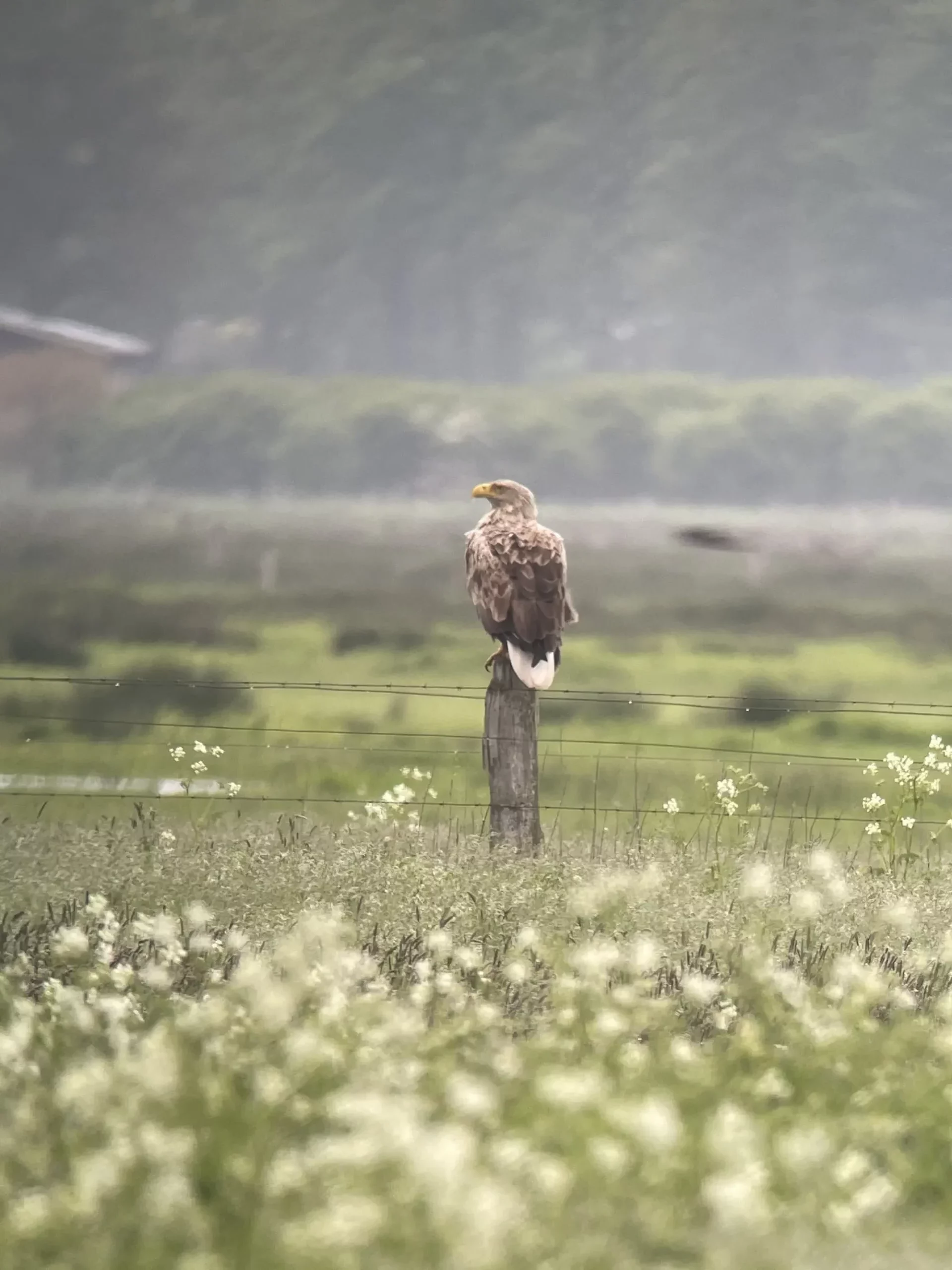 Windpark Diepholzer Bruch – Repowering mit Rücksicht auf Natur und Landschaft